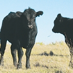 Tightening beef market