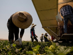 A webinar about the transition to a more sustainable agricultural model will take place on December 8.