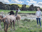 The 2023 Agricultural Show president, alpaca breeder Anne Rogers, with a mob of her ‘’mums and bubs” on the farm at Sefton, near Rangiora. Photo Credit: Nigel Malthus