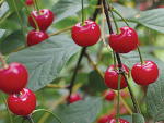 Bumper cherry exports in 2024