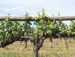 Science Snippet: International changes in Sauvignon Blanc vineyard area