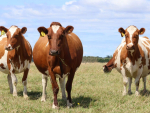 Photo Credit: Red Dairy Cow conference