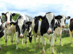 The Holstein Friesian breed offers incredible diversity, says farmer Michelle Burgess.