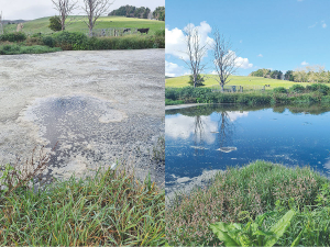 Before and after photos taken three weeks after Biostack application.