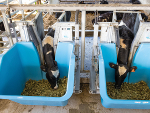NZ Dairy Climate Research Reveals Low-Methane Bull Genetics Do Not Pass to Lactating Cows