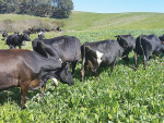 Easing cows into winter crops