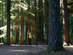 Forestry accounts for 6.7% of regional GDP in the Tairāwhiti economy.