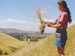 Left uncontrolled, modelling indicates that Nassella populations will increase and potentially reach economically damaging monocultures. Photo Credit: AgResearch.