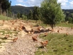 NZ video of free range hens goes viral