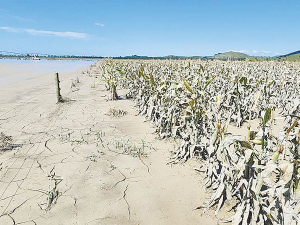 Wi Pere farm manager Tim Rhodes says it will take the business five years to fully recover from devastation caused by Cyclone Gabrielle 14 months ago. Some parts of the farm were covered in 1.5 metres of silt.