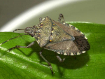 New trap for brown marmorated stink bugs