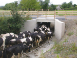 The 500 cows seemed to have ‘just vanished’. Neighbour Jill Quigley says.