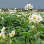 New funding to fight potato pest