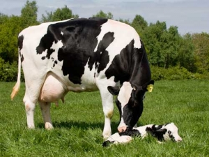 Minimise metabolic herd risks