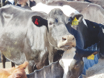 Probiotics not only solved a SCC issue but helped cows begin cycling significantly faster.