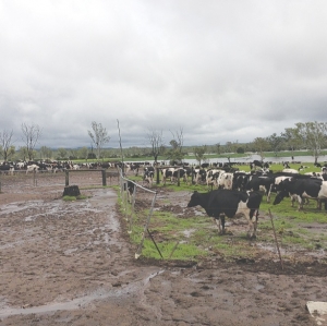 Queensland dairy’s flood damage tops A$40m