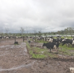 Queensland dairy’s flood damage tops A$40m