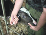  Vets have welcomed the new animal welfare regulations – including pain relief for debudding cattle.
