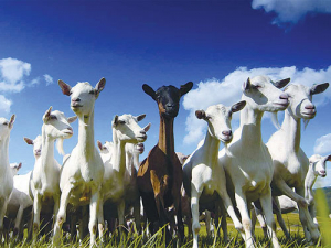 China’s dairy goat industry is booming.