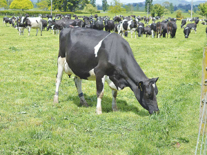 Provision of more shade and shelter will be needed on pastoral farms.