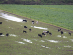 After a wet winter, farmers need sunny days for pasture growth.