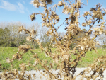 The Gaul Fly parasite was imported into New Zealand about 20 years ago to help control the spread of Scotch thistle.