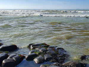 This photo, taken on 26 March 2021, shows discharge from Alliance Smithfield meat plant entering the marine environment off the coast of Waitarakao Washdyke Lagoon. Photo Credit: Environment Canterbury