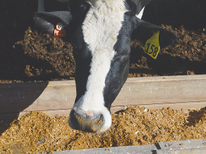 The health and efficiency of the rumen directly impacts how well the cow performs.