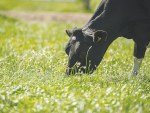 Milk produced by cows eating plantain contained a better ratio of omega 3 to 6 fatty acids.