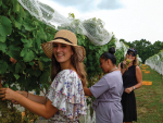 Picking grapes at Villa Maria's Ihumatao Vineyard.