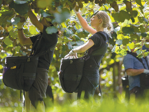 Zespri is expecting just over 100,000 tonnes of kiwifruit from orchards throughout France, Italy, Greece, Korea and Japan.