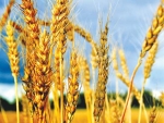 Grain output in Europe is tipped to fall.