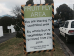 Another fruit fly discovery in Auckland