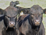 Beef could be the new cash cow