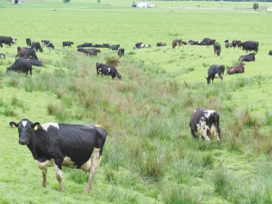 Humping and hollowing are features on many dairy farms on the West Coast.