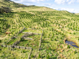 NZIF Warns Rushed ETS Changes Could Hurt Forest Investment