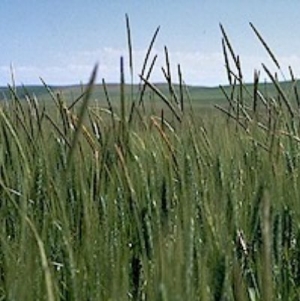 Feds, MPI in blackgrass biosecurity response