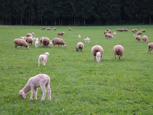 Strains of the helicobacter bacteria, which live in the stomach, are now believed a possible cause of abortion in ewes.