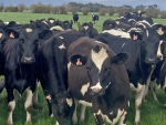 An $8/kgMS milk price will &#039;bring no joy to farmers&#039;