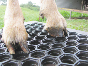 Trimming goats&#039; hooves