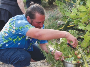 Chef Jonny Schwass from Christchurch delicately forages for prickly pear.