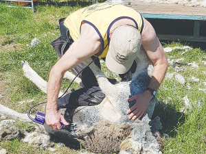 While the main use of Handypiece is sheep shearing, it is also finding favour with other operators.