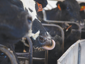 Vitalise’s pellet form ensures every cow receives an accurate dose, reducing waste and cost.
