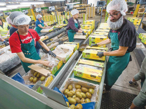 Many commentators say agricultural exports are going to be vital to our economy due to the impacts of the Covid-19 outbreak on the tourism and the forestry sectors. Last week, the first shipment of kiwifruit left Tauranga bound for Japan.  The Baltic Pearl, carrying just over one million trays of SunGold Kiwifruit, will reach Japan’s Tokyo and Kobe later this month. In 2018, kiwifruit exports earned more than $2.1 billion in sales of New Zealand fruit – around half the earnings of all the country’s horticulture exports. — Photo: Jamie Troughton Dscribe Media.