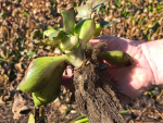 Water hyacinth. Image: Biosecurity New Zealand.