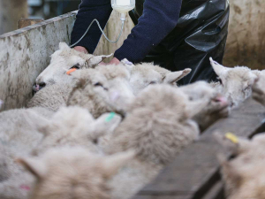 Light body condition at lambing makes it more difficult for a ewe to maintain her worm immunity,