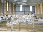 Johne’s disease limits production in dairy goats.