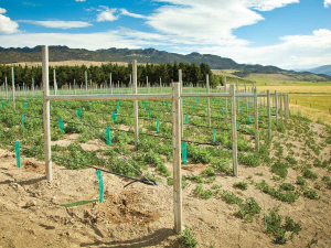 ECO TRELIS in place at a new Peregrine vineyard.