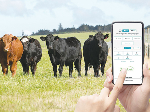 Strong farmer uptake for Beef + Lamb NZ’s new nProve Beef genetics tool