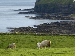 Is seaweed an answer to healthier cows?